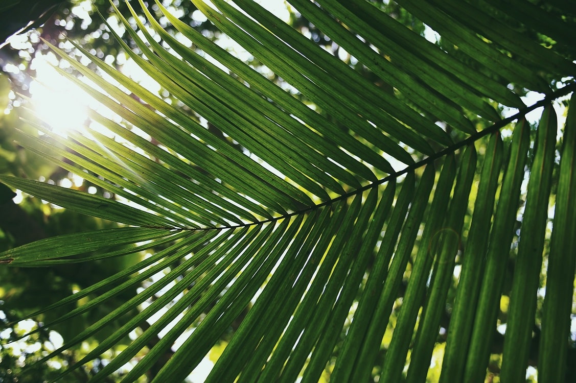 Aroha Experience - Raiatea Polynésie française