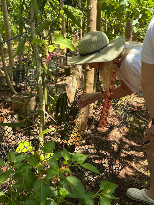 Récolte des produits du fa'apu — Cooking Class Raiatea